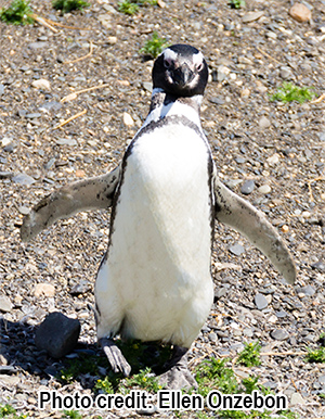 A Magellanic penguin on Martillo Island Beach